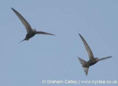 无脚鸟,探寻生命的无尽飞翔